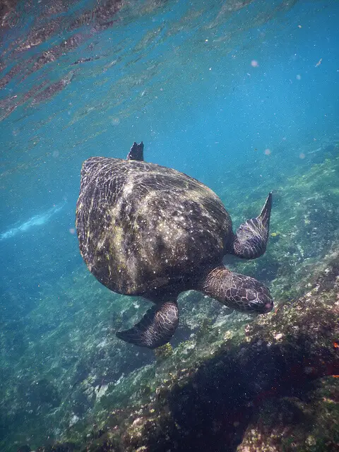 Green Sea Turtle, Galápagos