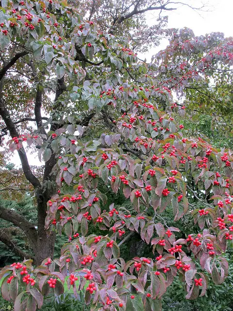 Cornus florida, New York Botanical Garden