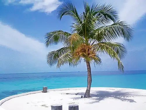 Coconut tree - Maldives resort Island.