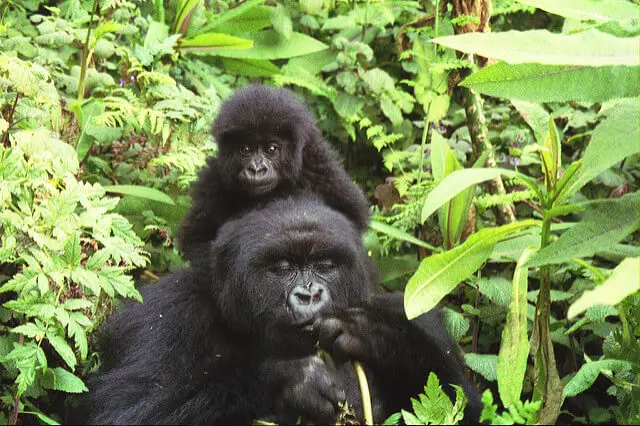 Parc National des Volcans , Gorilla Mother and Babies 