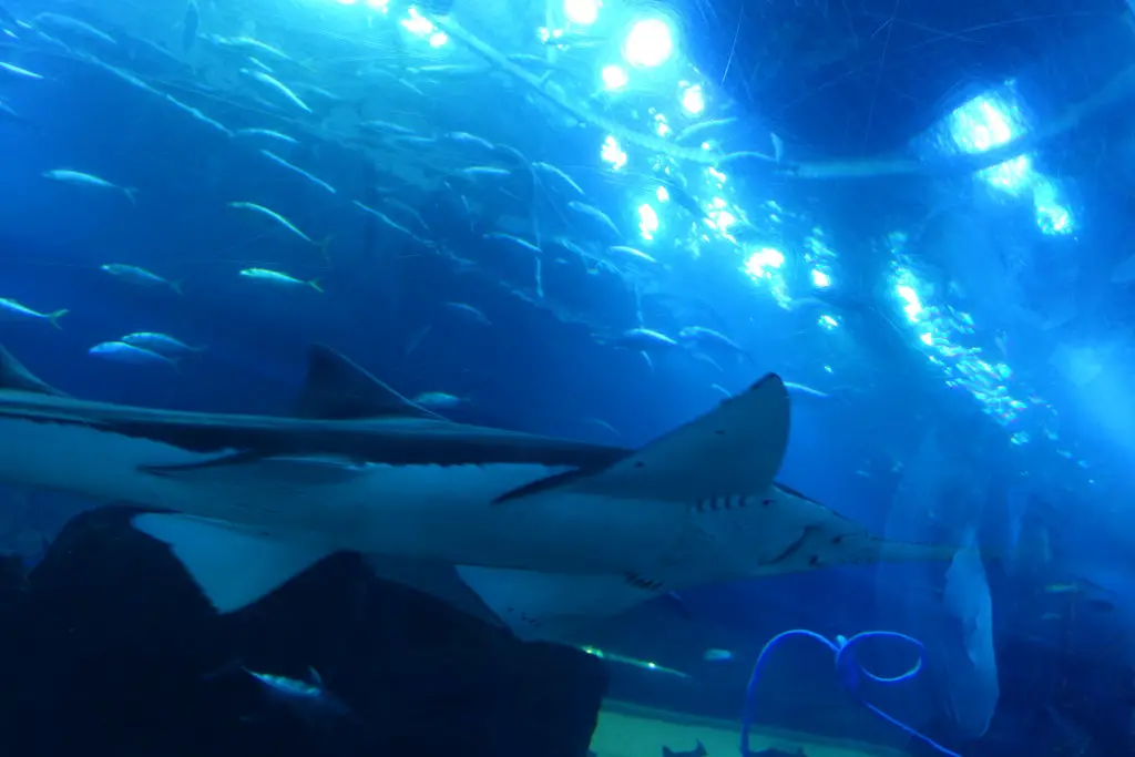 Underwater zoo Dubai tickets