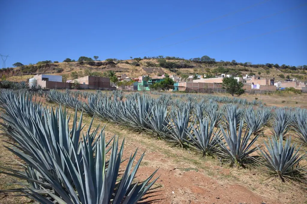 Agave field